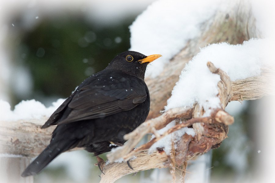 002-DX5Q8282 tonet kant